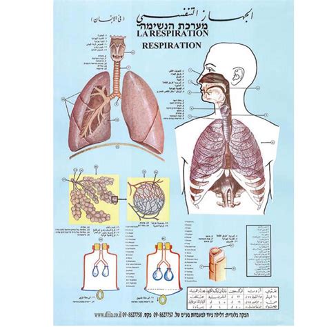 אנטומיה ופיזיולוגיה של מערכת הנשימה